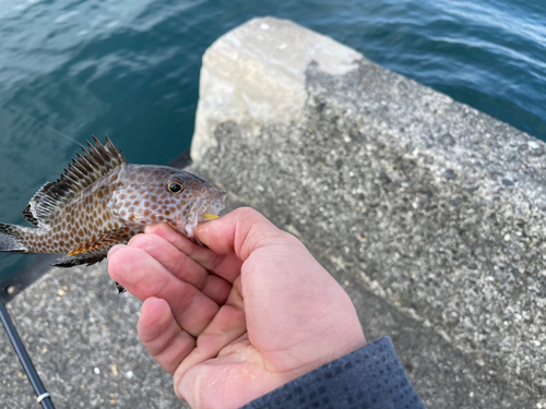 オオモンハタの釣果