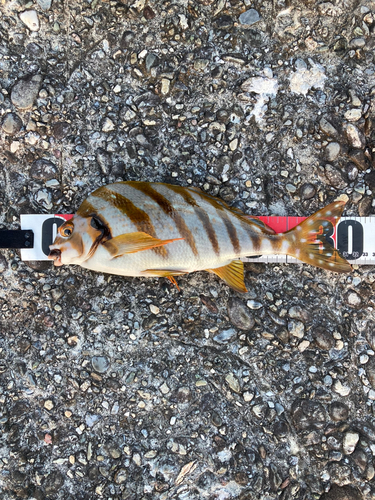 タカノハダイの釣果