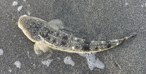 マゴチの釣果