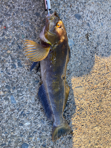 アイナメの釣果