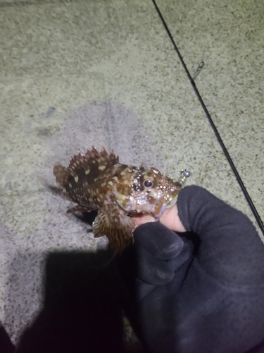 アラカブの釣果