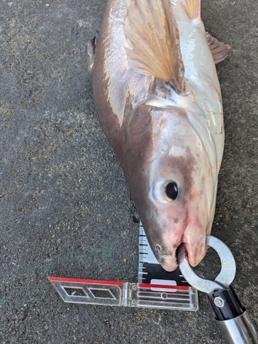 ナマズの釣果