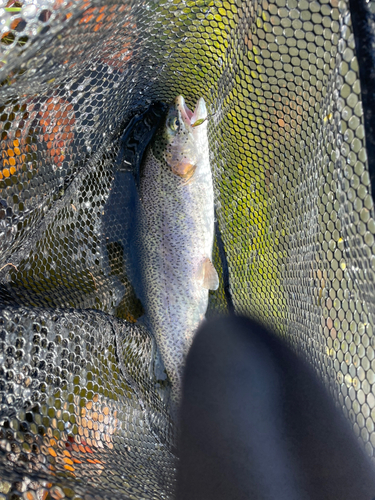 ニジマスの釣果