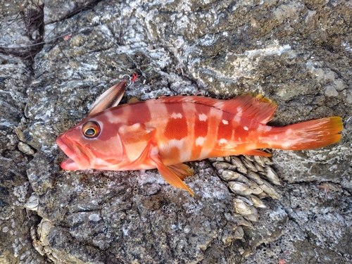 アカハタの釣果