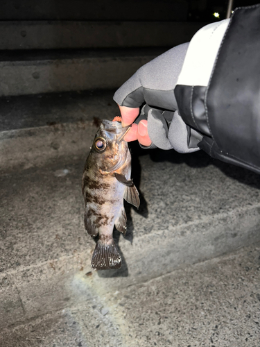 クロメバルの釣果