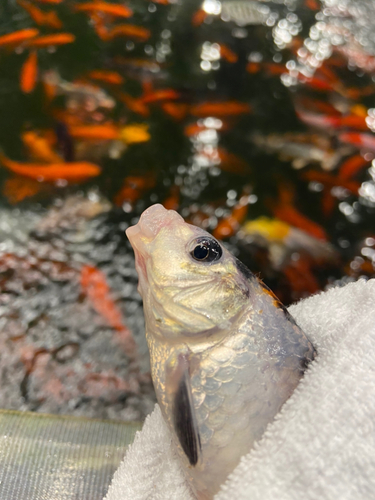 キンギョの釣果