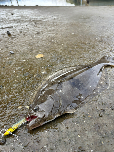 ヒラメの釣果