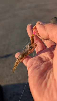 ハゼの釣果