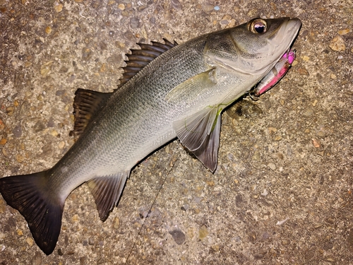 セイゴ（ヒラスズキ）の釣果