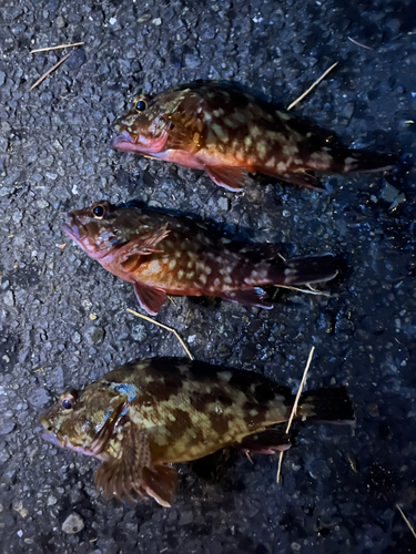 カサゴの釣果