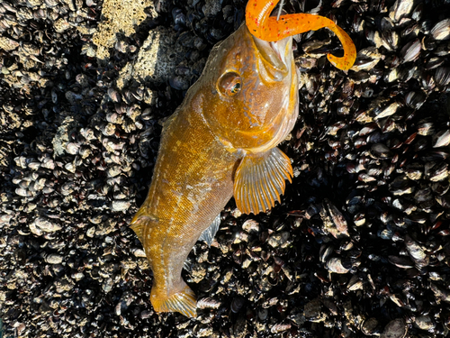 アイナメの釣果