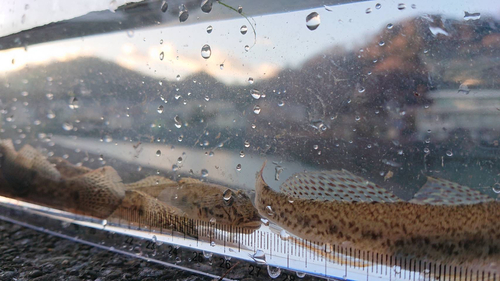 マハゼの釣果