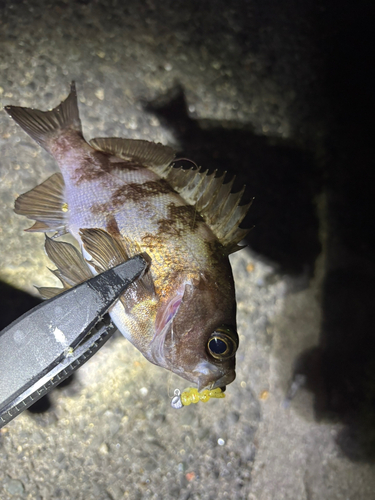 メバルの釣果