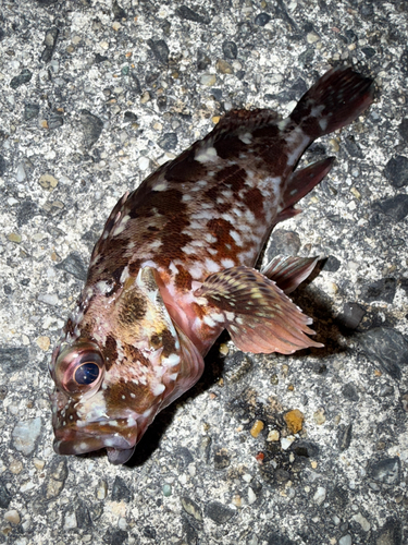 カサゴの釣果