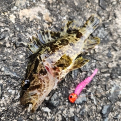 タケノコメバルの釣果