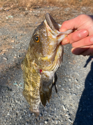 アイナメの釣果