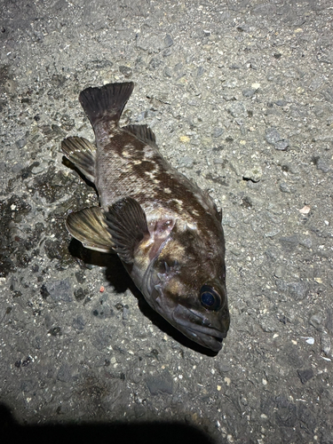 タケノコメバルの釣果