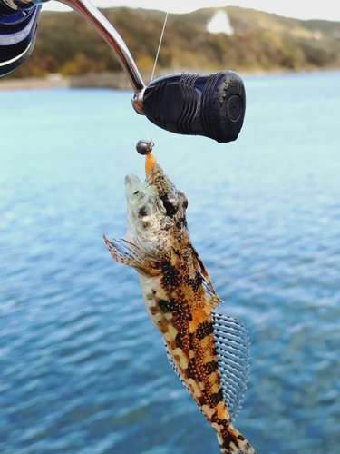 アサヒアナハゼの釣果