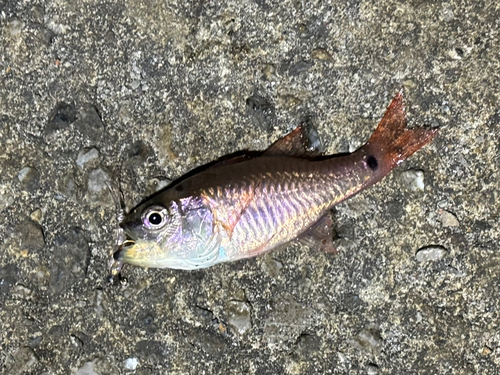 ネンブツダイの釣果