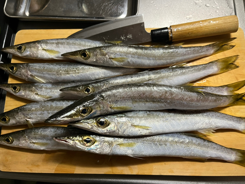 カマスの釣果