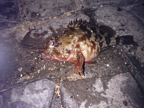 カサゴの釣果