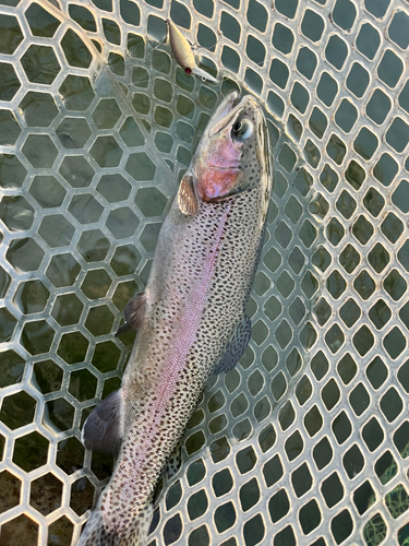 ニジマスの釣果