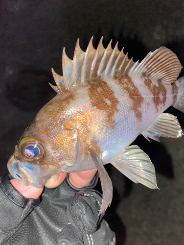 メバルの釣果