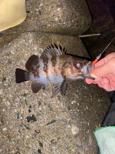 アオメバルの釣果