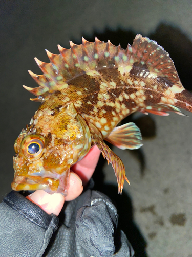 カサゴの釣果