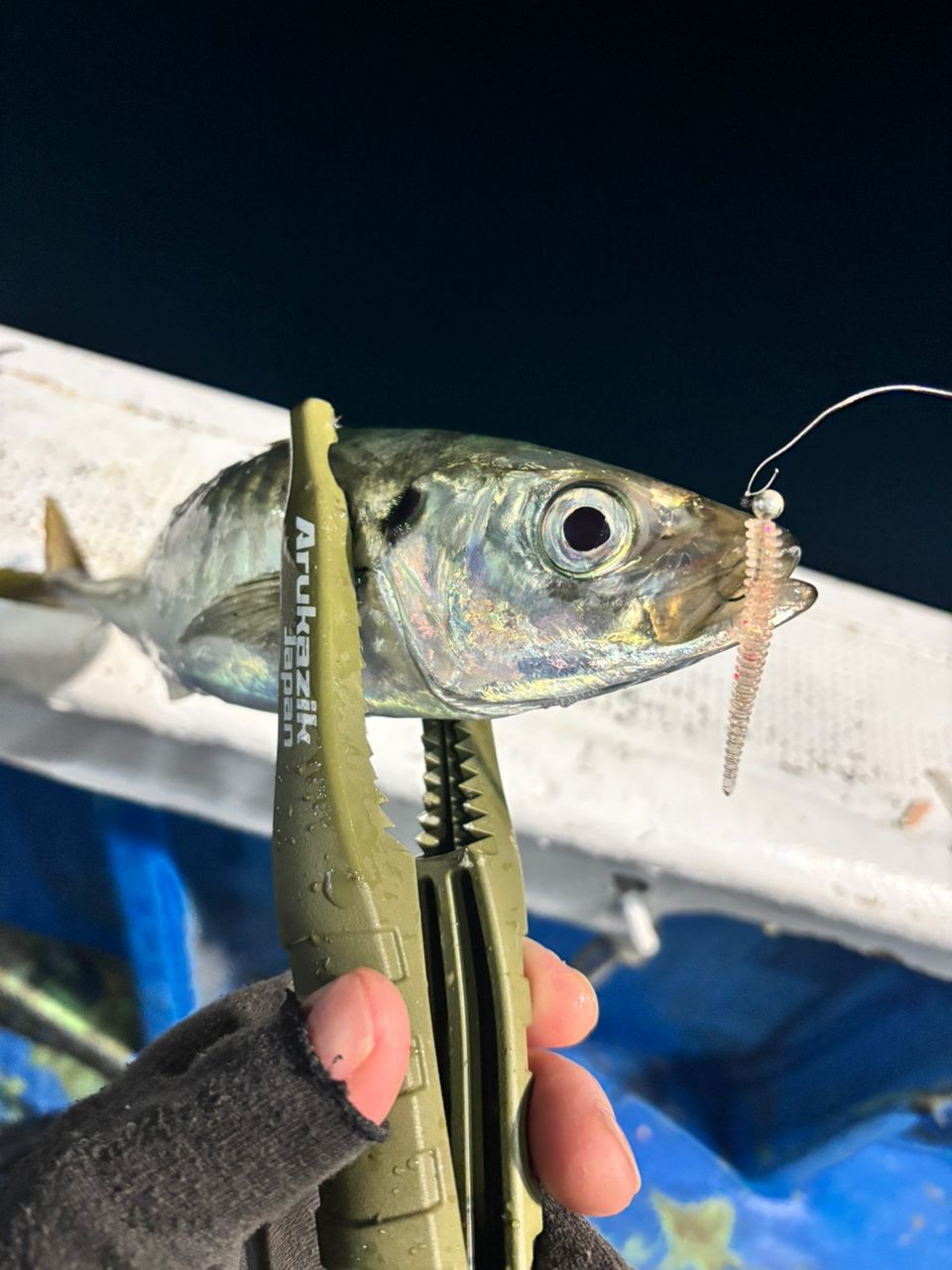 Juuuunさんの釣果 1枚目の画像