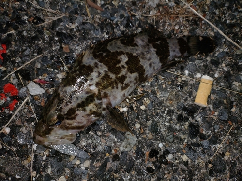 タケノコメバルの釣果