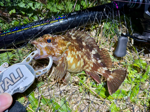 ガシラの釣果