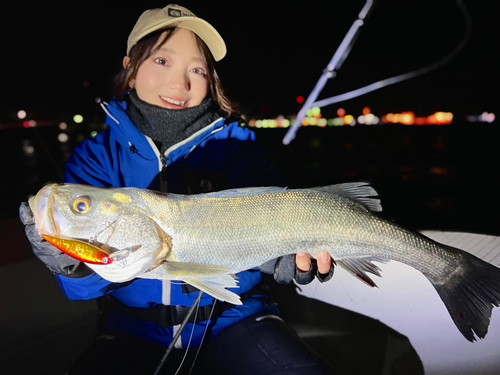 シーバスの釣果