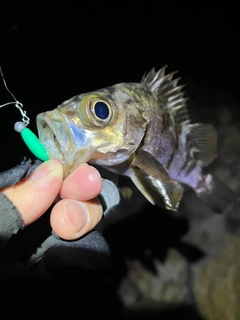 メバルの釣果