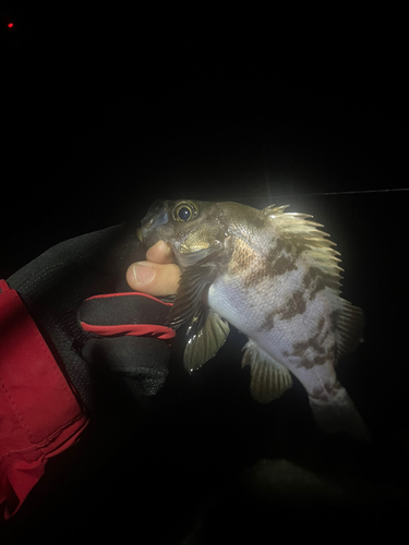 メバルの釣果