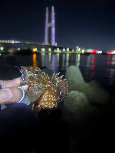 カサゴの釣果