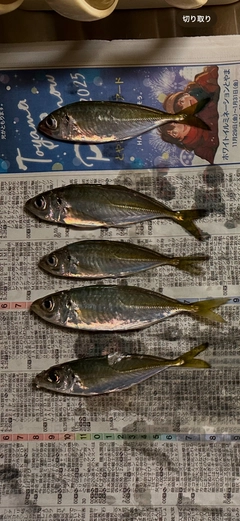 アジの釣果