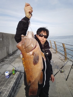 コブダイの釣果