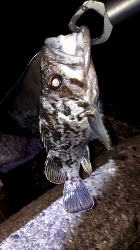 クロソイの釣果