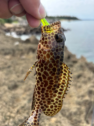 イシミーバイの釣果