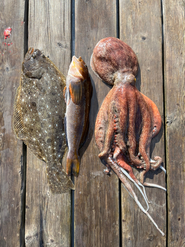 タコの釣果