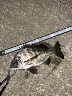 クロダイの釣果