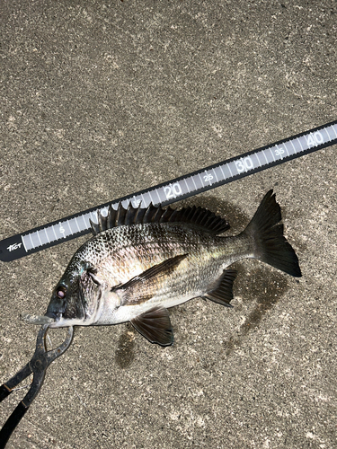 クロダイの釣果