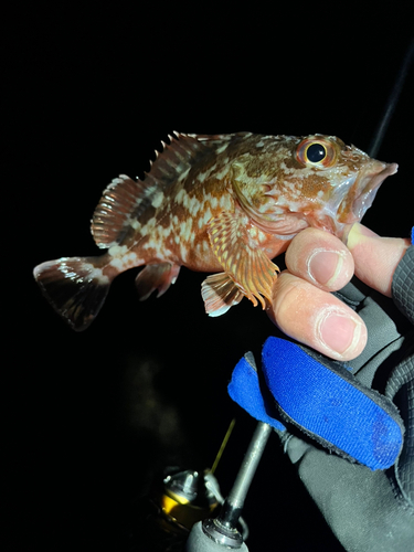 メバルの釣果