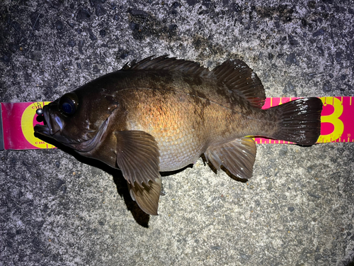 シロメバルの釣果