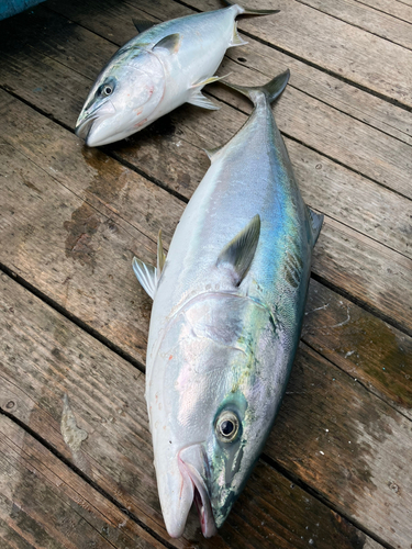 ブリの釣果