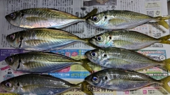 アジの釣果