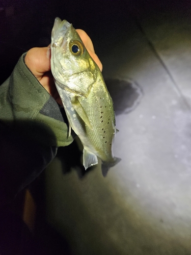 セイゴ（タイリクスズキ）の釣果