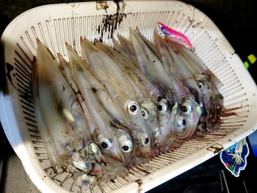 イカの釣果