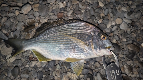 キビレの釣果